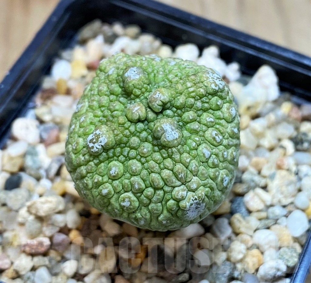 SH7248 Pseudolithos cubiformis