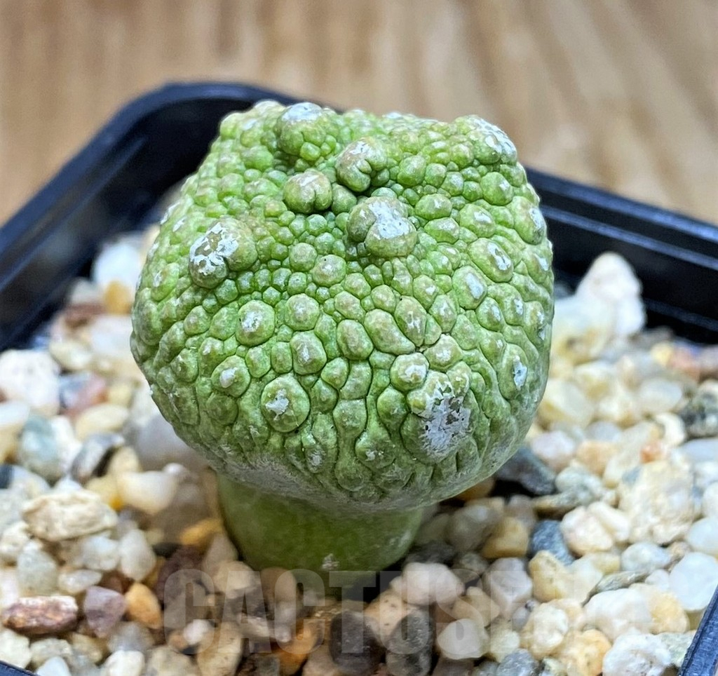 SH7248 Pseudolithos cubiformis - Image 2