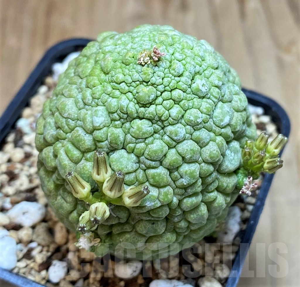 SH7251 Pseudolithos migiurtinus