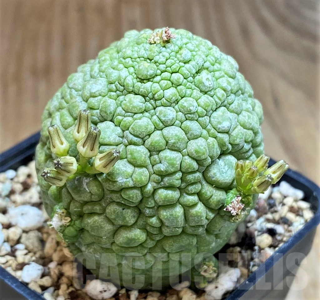 SH7251 Pseudolithos migiurtinus - Image 2
