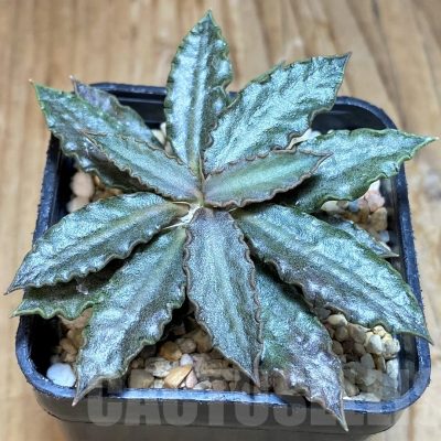 SH7253 Euphorbia tulearensis