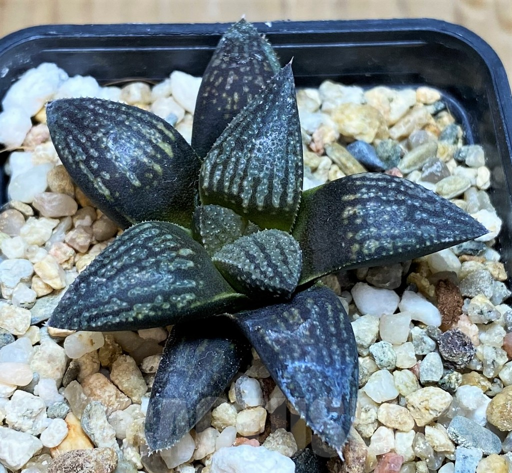 SH7256 Haworthia 'Kuroshima Dekenahii' - Image 2