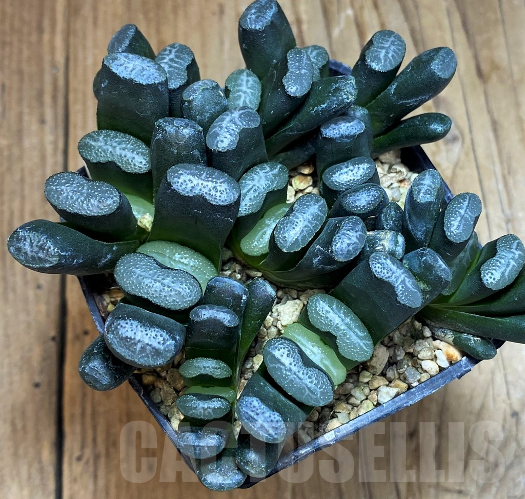 SH7257 Haworthia truncata -Japan-, 9 plants - Image 3