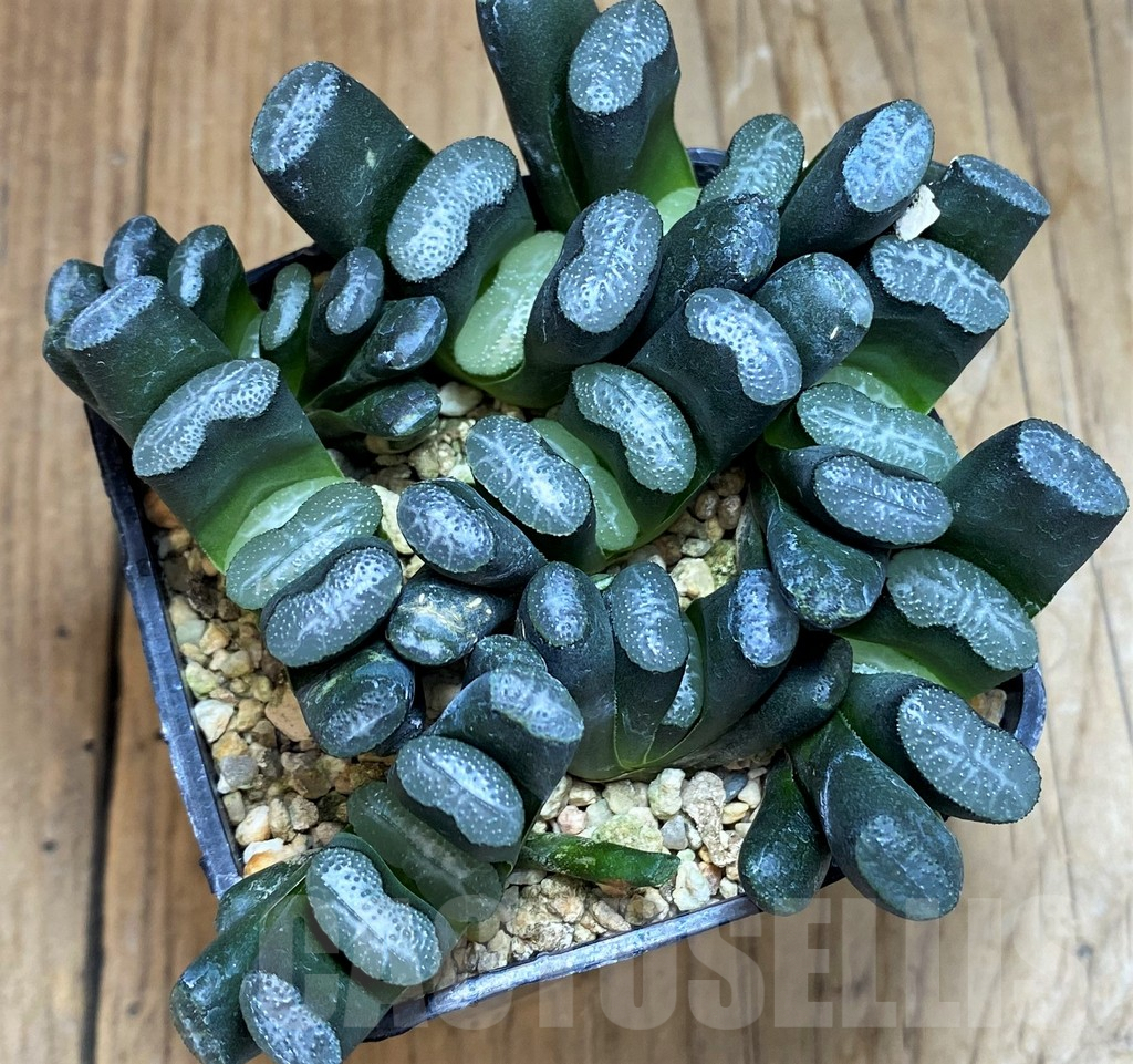 SH7257 Haworthia truncata -Japan-, 9 plants - Image 2