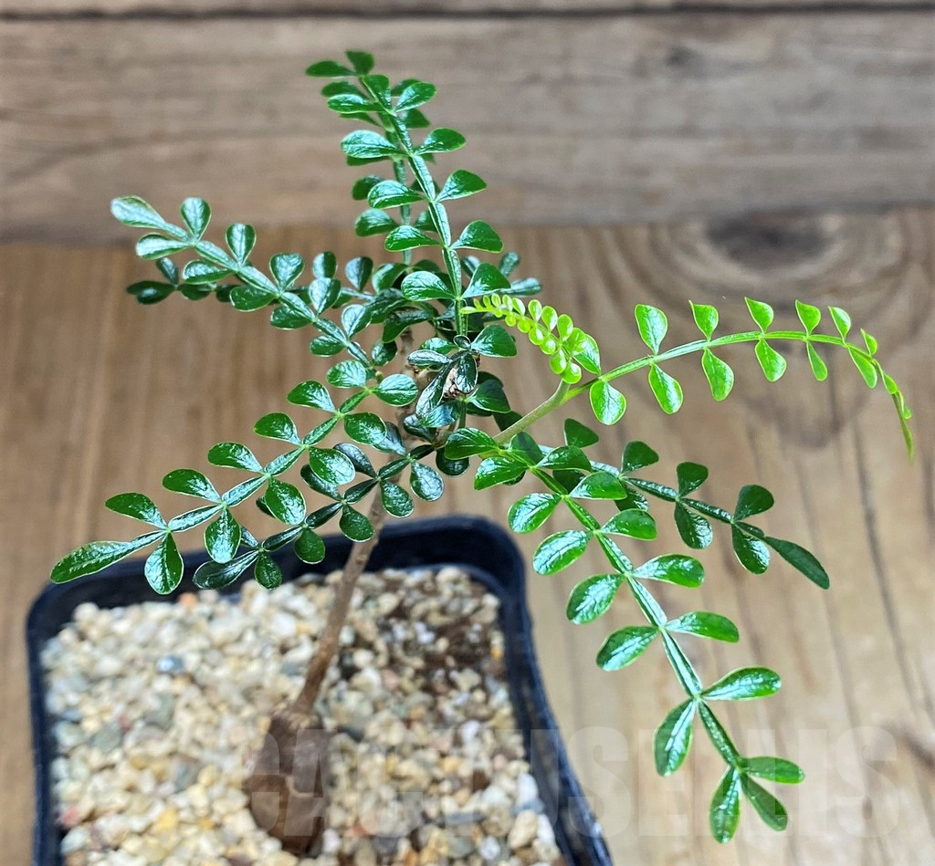 SH7260 Operculicarya pachypus