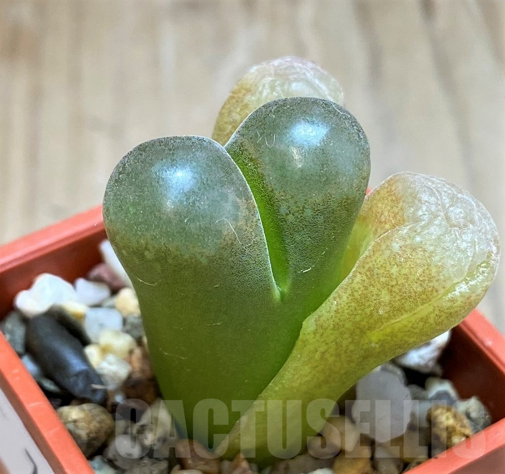 SH7262 Conophytum aff. verrucosum - Image 2