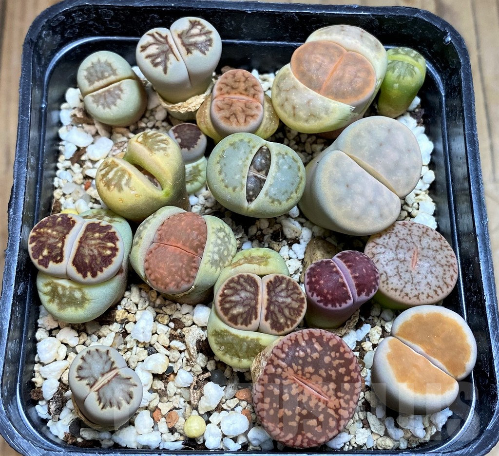 SH7264 Lithops mix