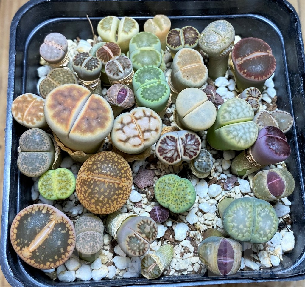 SH7265 Lithops mix