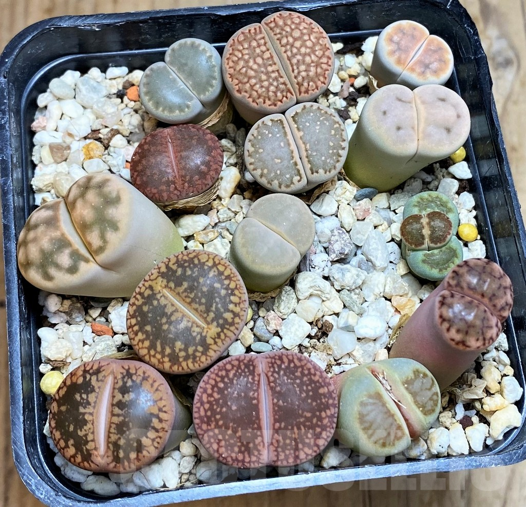 SH7267 Lithops mix