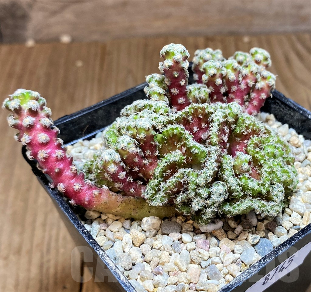 SH8745 Mammillaria theresae f. cristata - Image 2