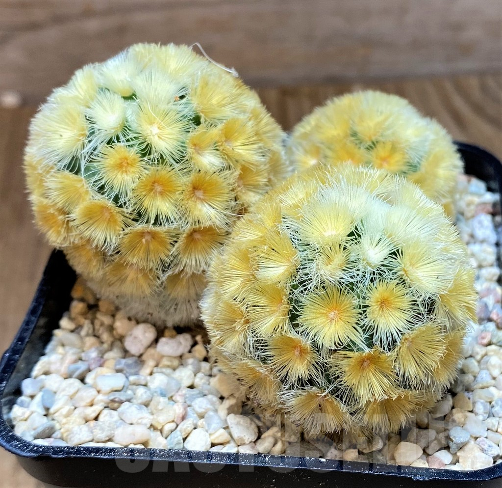 SH8746 Mammillaria carmenae ‘Buddha’ - Image 2