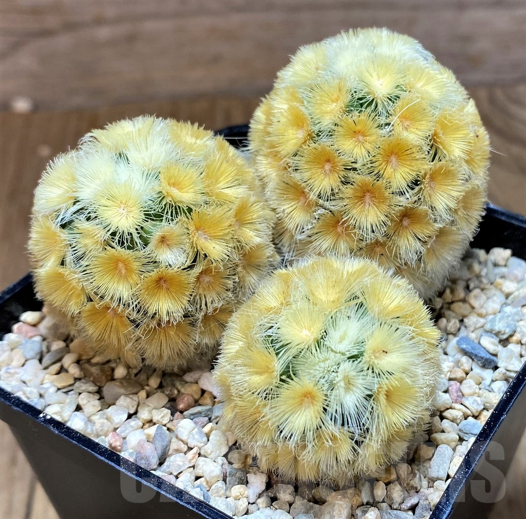 SH8746 Mammillaria carmenae ‘Buddha’