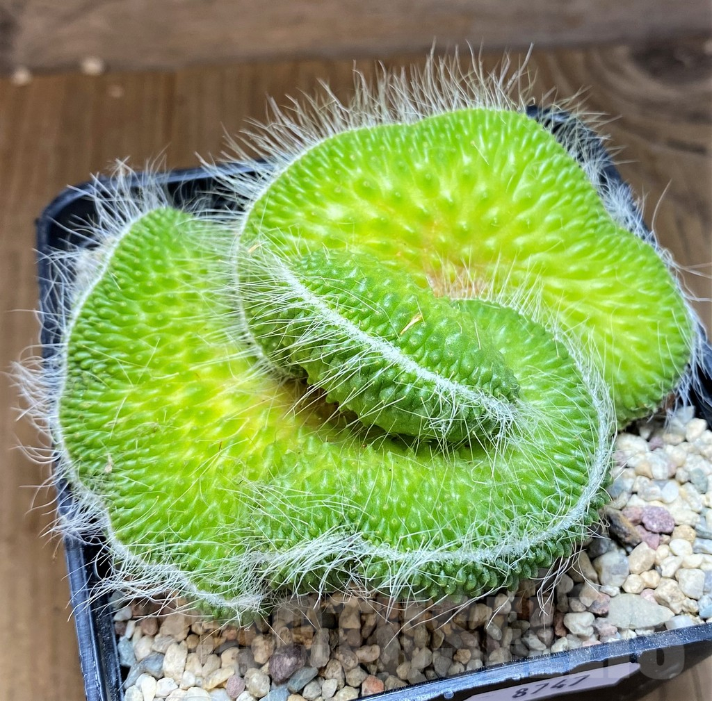 SH8747 Mammillaria spinosissima ‘Un Pico’ f. cristata - Image 2