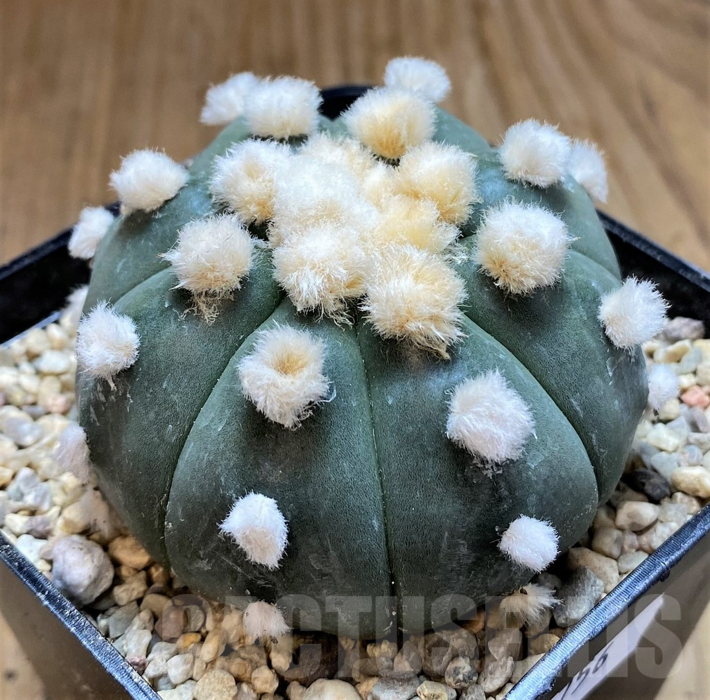 SH8756 Astrophytum 'Ooibo' - Image 2