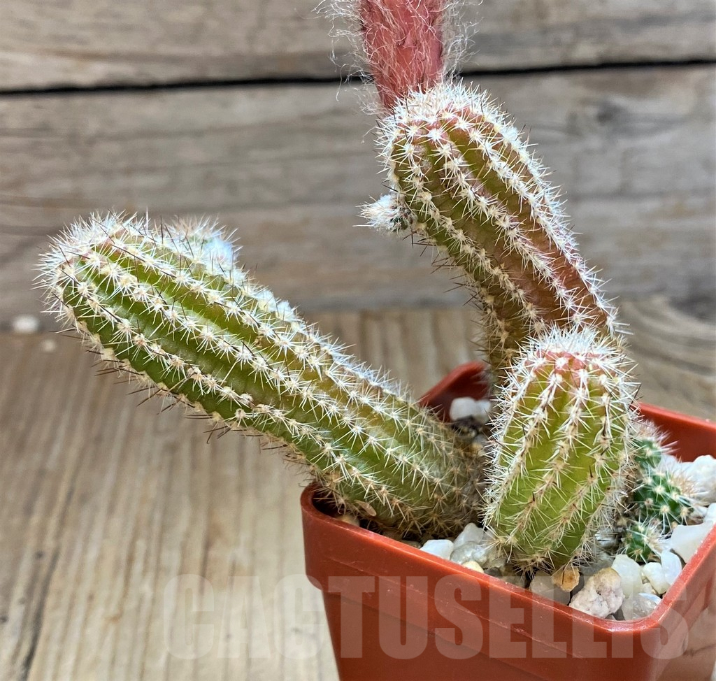 SH8758 Chamaecereus 'Lincoln Firecracker' - Image 2