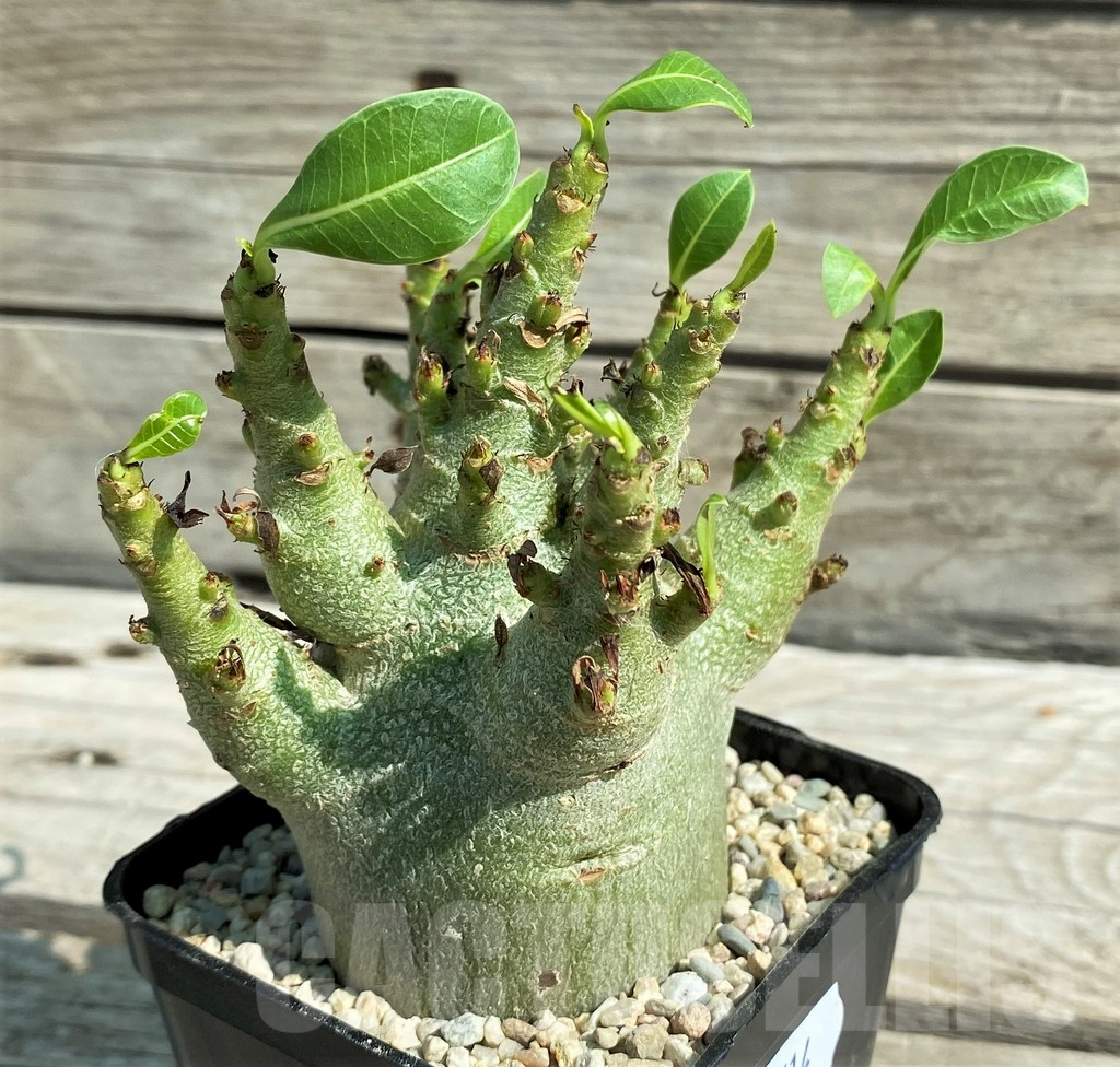 SH8714 Adenium arabicum 'Green Body'