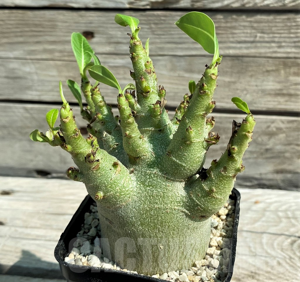 SH8714 Adenium arabicum 'Green Body' - Image 2