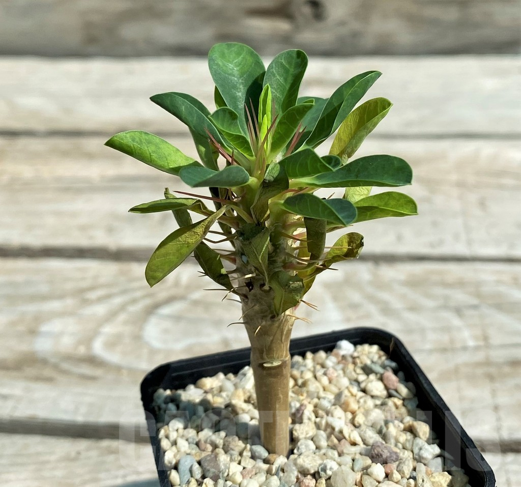 SH8716 Euphorbia guillauminiana - Image 3