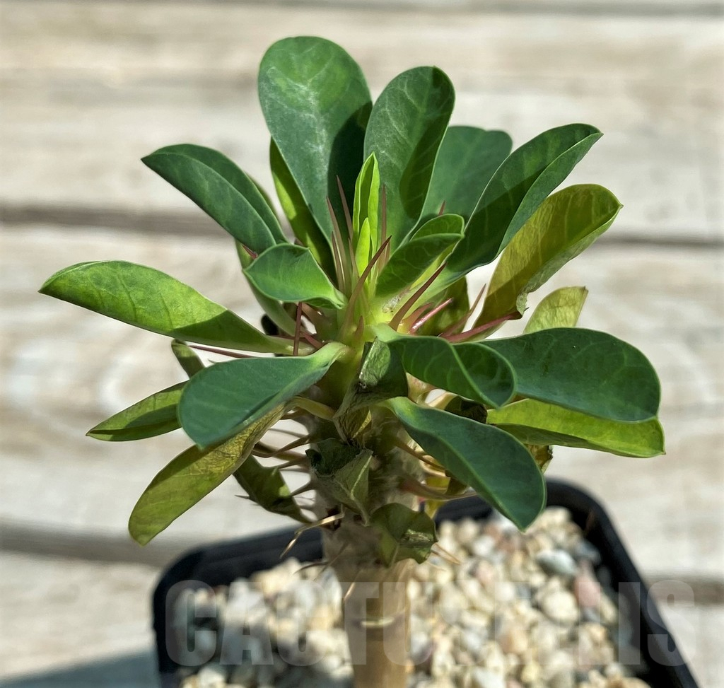 SH8716 Euphorbia guillauminiana - Image 2