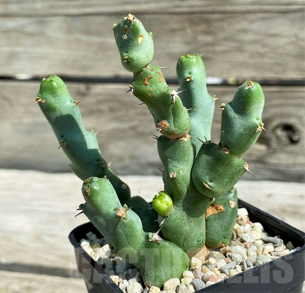 SH8717 Euphorbia clivicola - Image 2