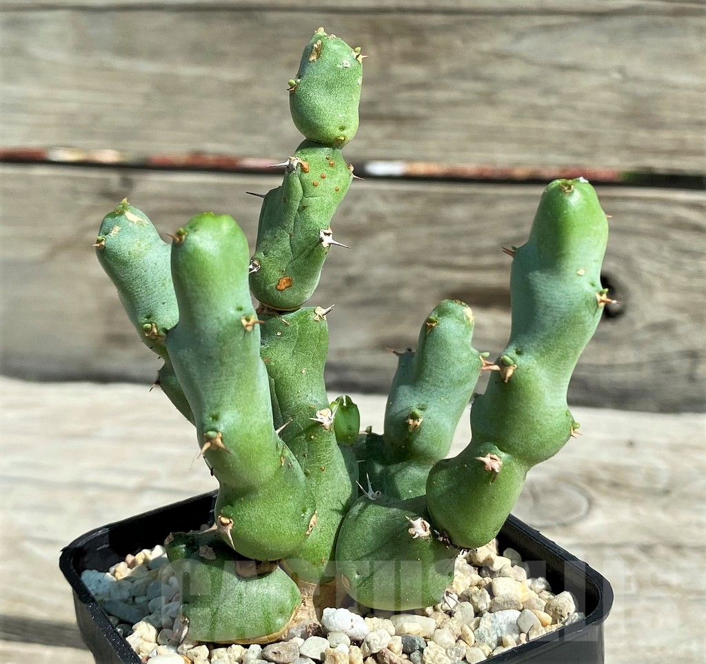 SH8717 Euphorbia clivicola