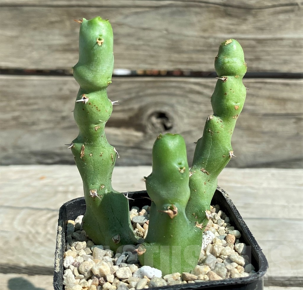 SH8718 Euphorbia clivicola