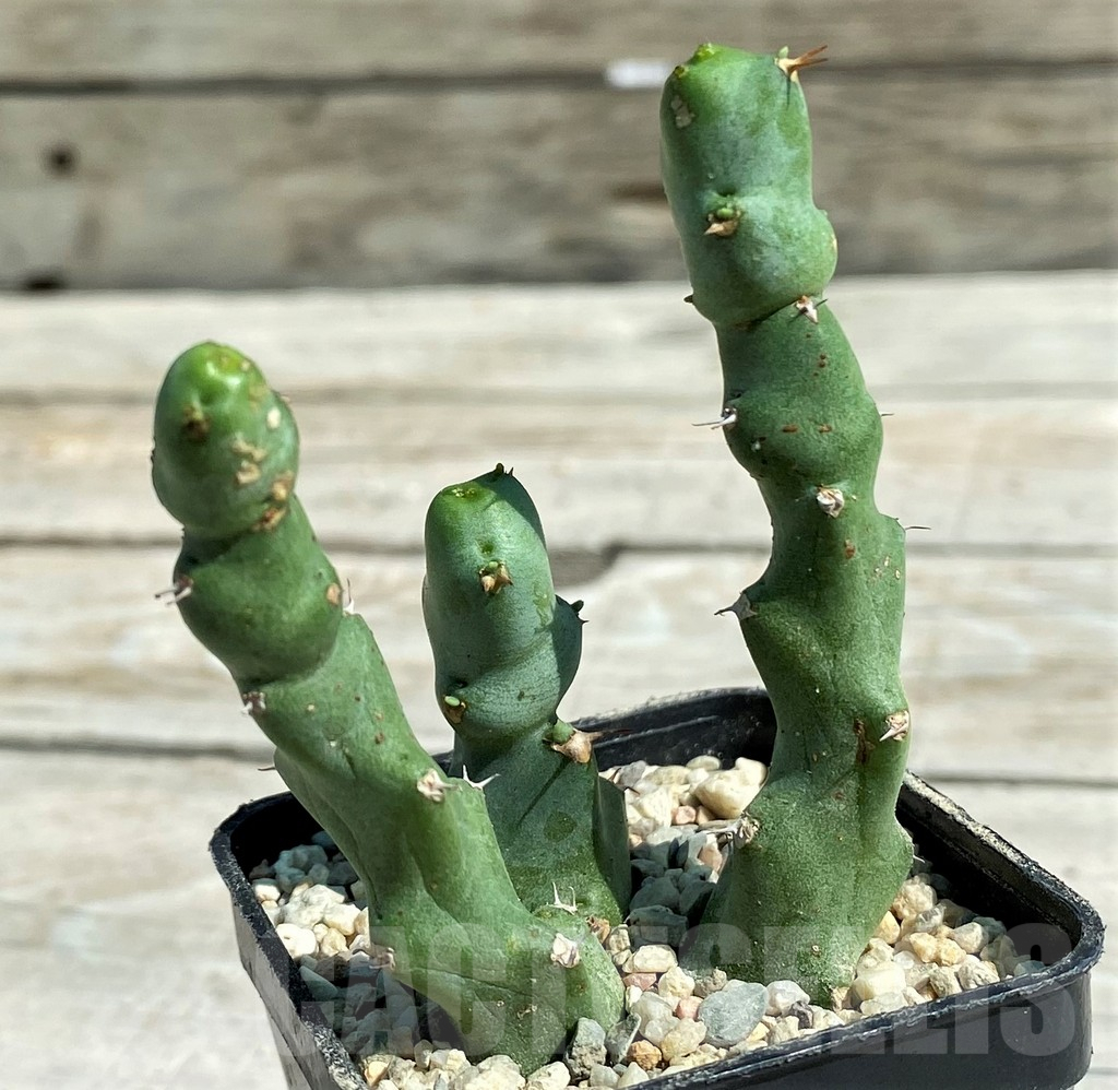 SH8718 Euphorbia clivicola - Image 2