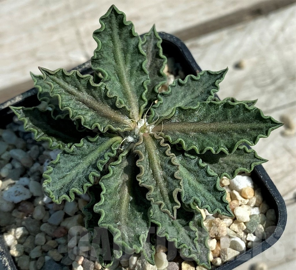 SH8723 Euphorbia tulearensis hybrid - Image 2