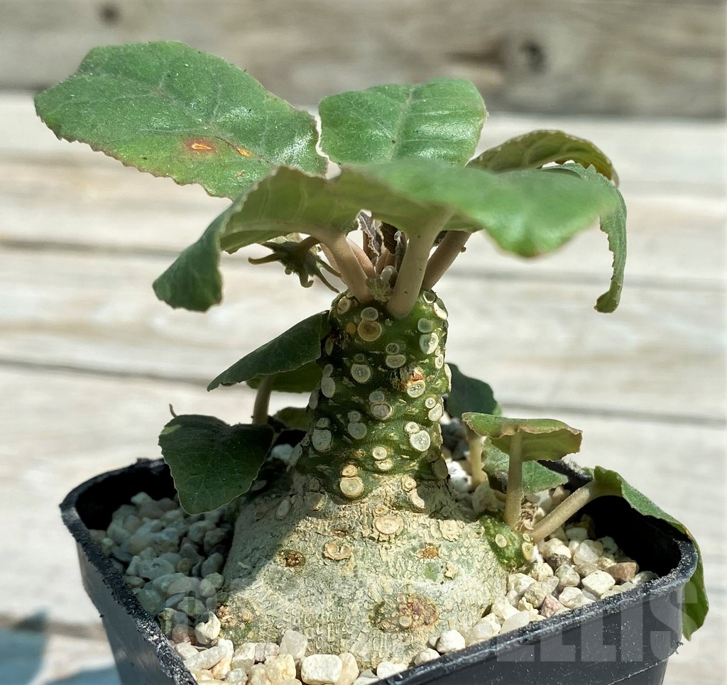 SH8724 Dorstenia crispa - Image 3
