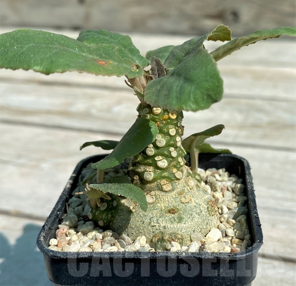 SH8724 Dorstenia crispa - Image 2