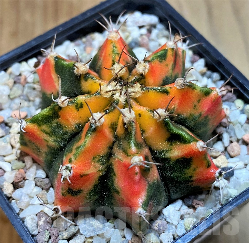 SH8849 Gymnocalycium mihanovichii 'Inverse' - Image 2