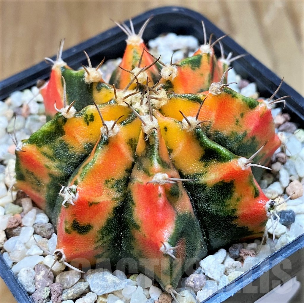 SH8849 Gymnocalycium mihanovichii 'Inverse'