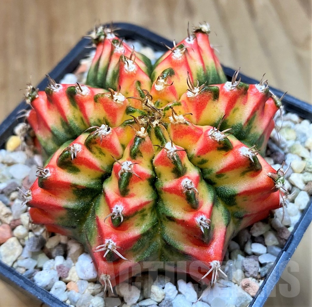 SH8850 Gymnocalycium mihanovichii 'Multicolor' -Taiwan- - Image 2