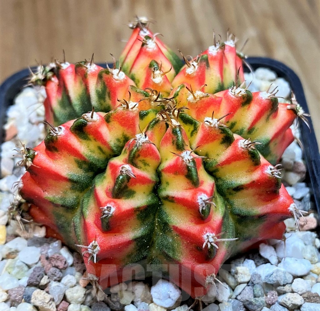 SH8850 Gymnocalycium mihanovichii 'Multicolor' -Taiwan-