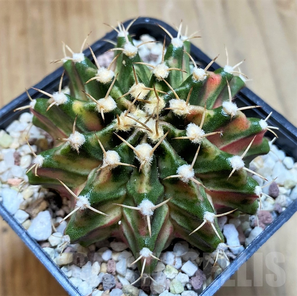 SH8851 Gymnocalycium mihanovichii 'Fantasia' - Image 2