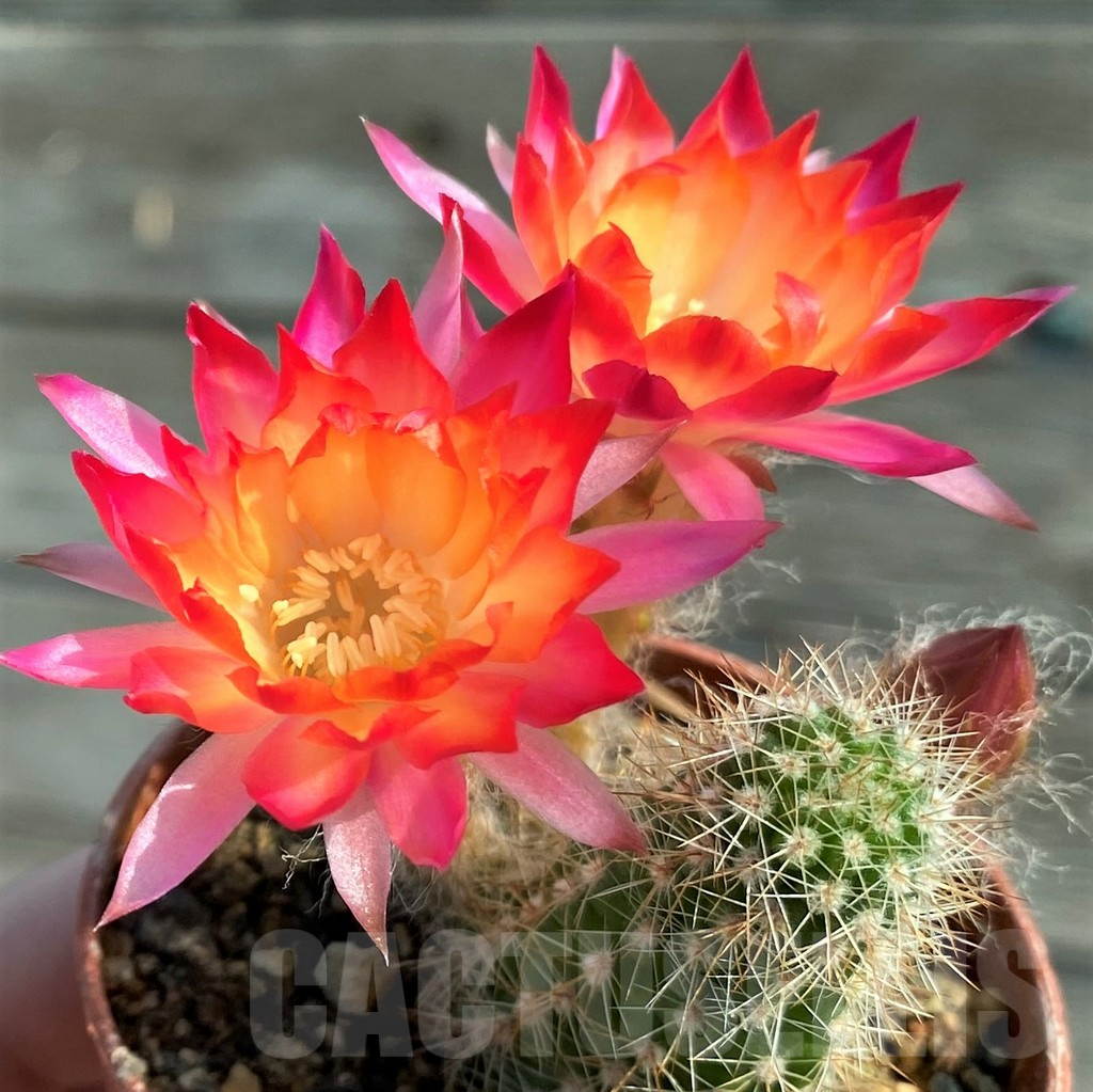 SH8853 Chamaecereus hybrid
