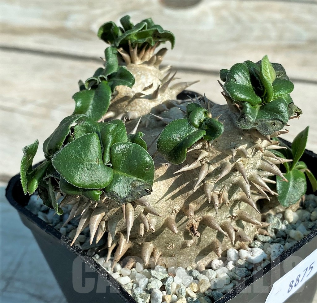 SH8875 Pachypodium brevicaule hybrid, own roots