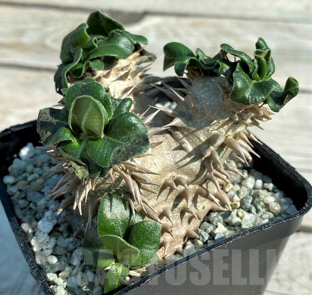 SH8875 Pachypodium brevicaule hybrid, own roots - Image 2