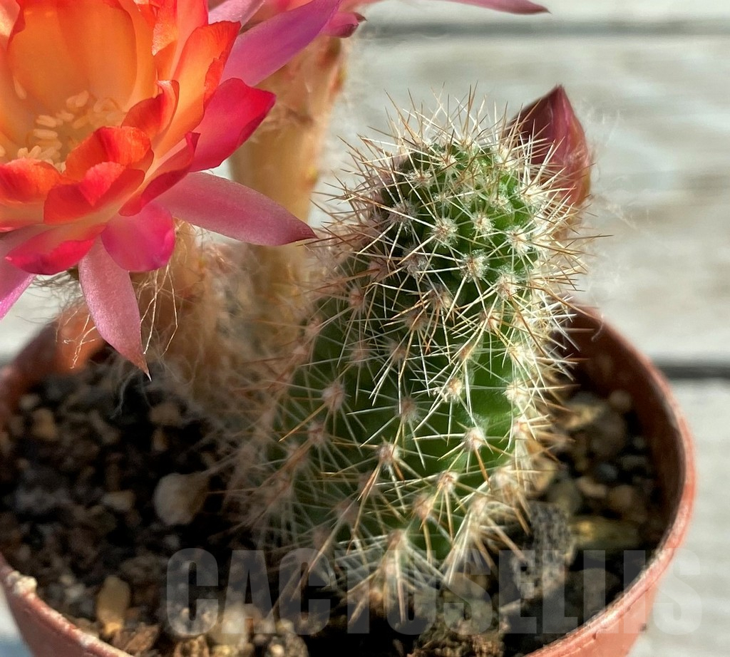 SH8853 Chamaecereus hybrid - Image 2