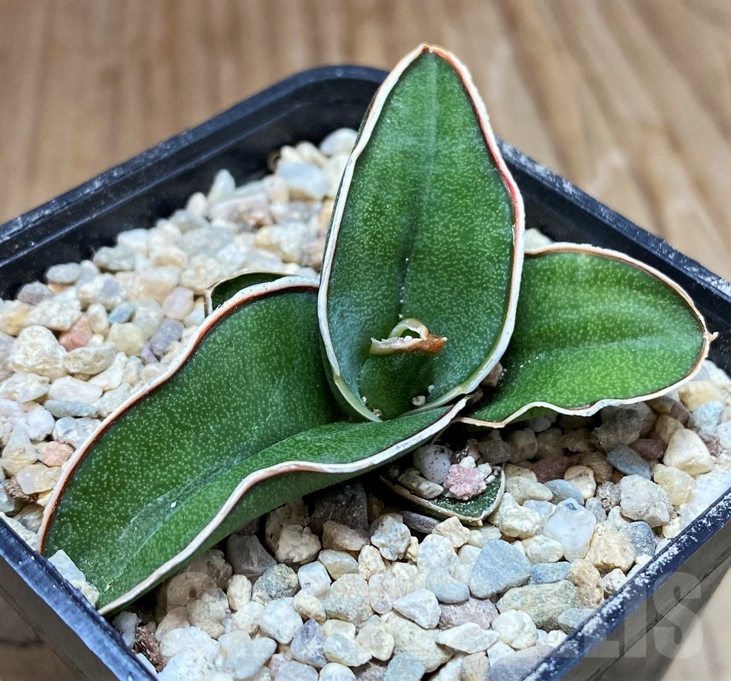 SH8885 Sansevieria 'Samurai' - Image 2