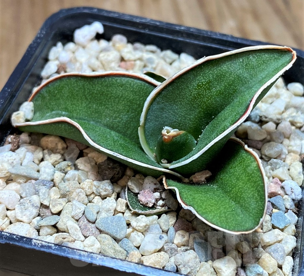 SH8885 Sansevieria 'Samurai'