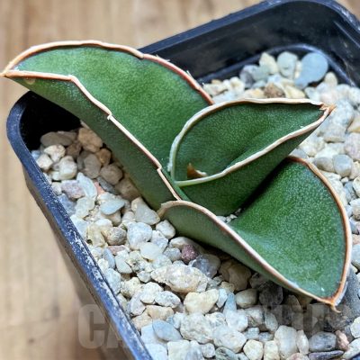 SH8886 Sansevieria 'Samurai'