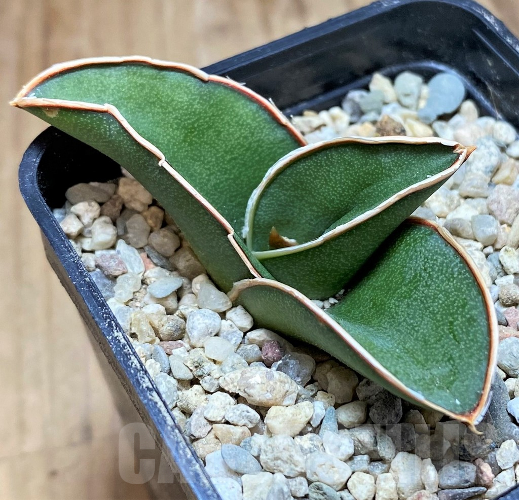 SH8886 Sansevieria 'Samurai'