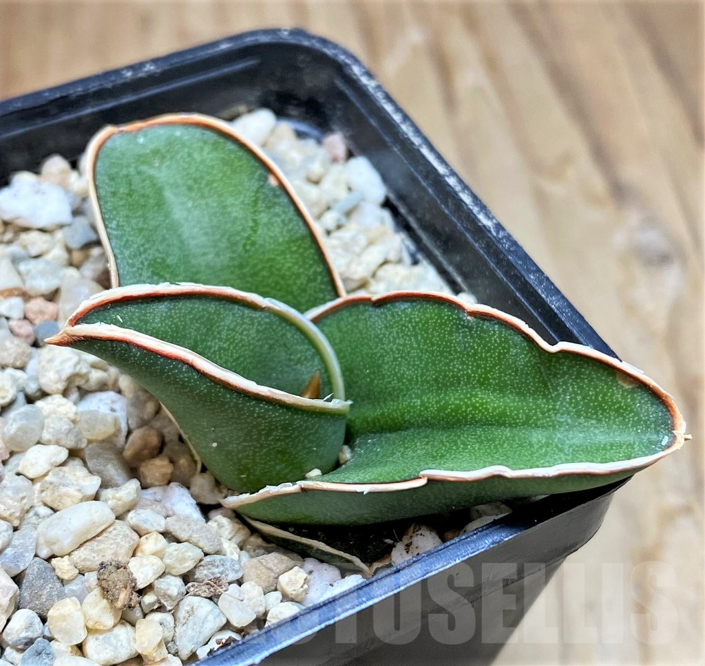 SH8886 Sansevieria 'Samurai' - Image 2