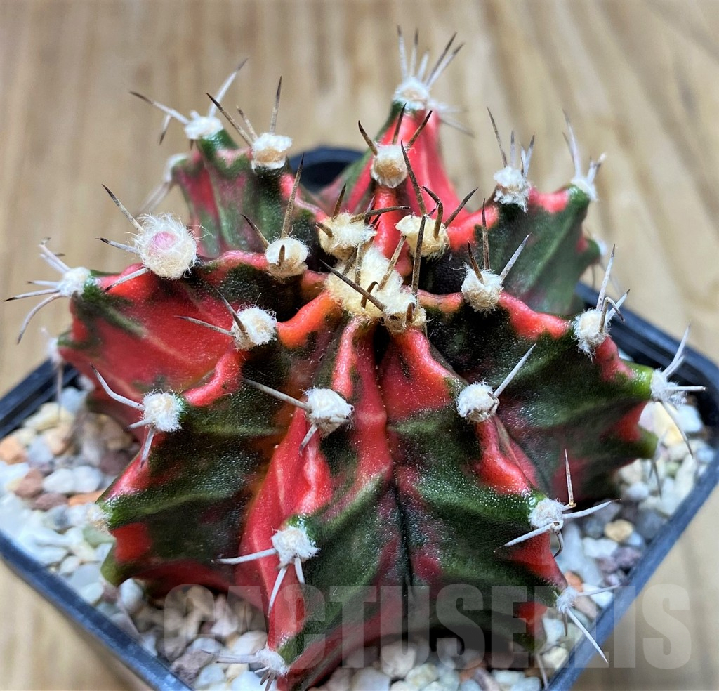 SH8823 Gymnocalycium mihanovichii 'Pink Japan'