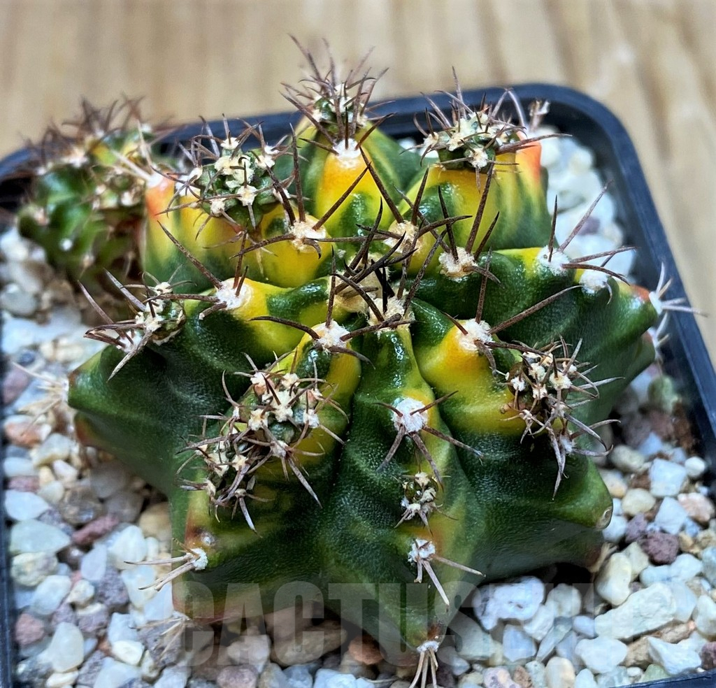 SH8824 Gymnocalycium mihanovichii 'Multicolor' - Image 2