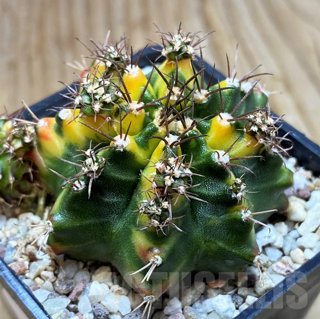 SH8824 Gymnocalycium mihanovichii 'Multicolor'