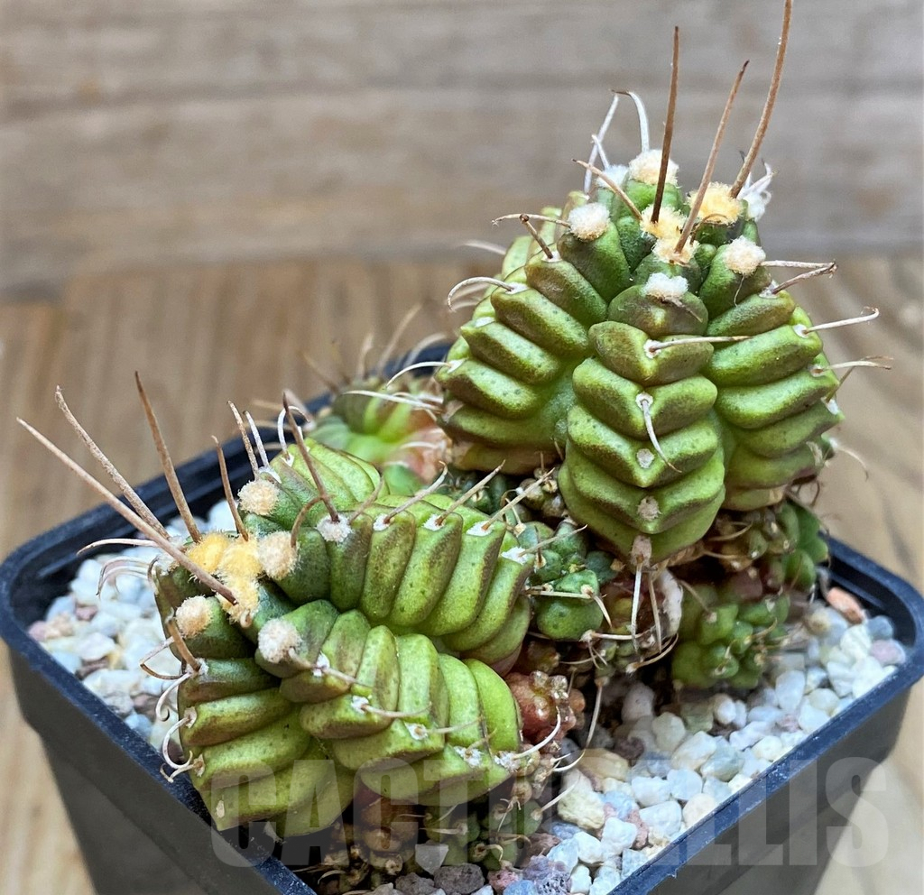 SH8829 Gymnocalycium mihanovichii 'North Star B' - Image 3