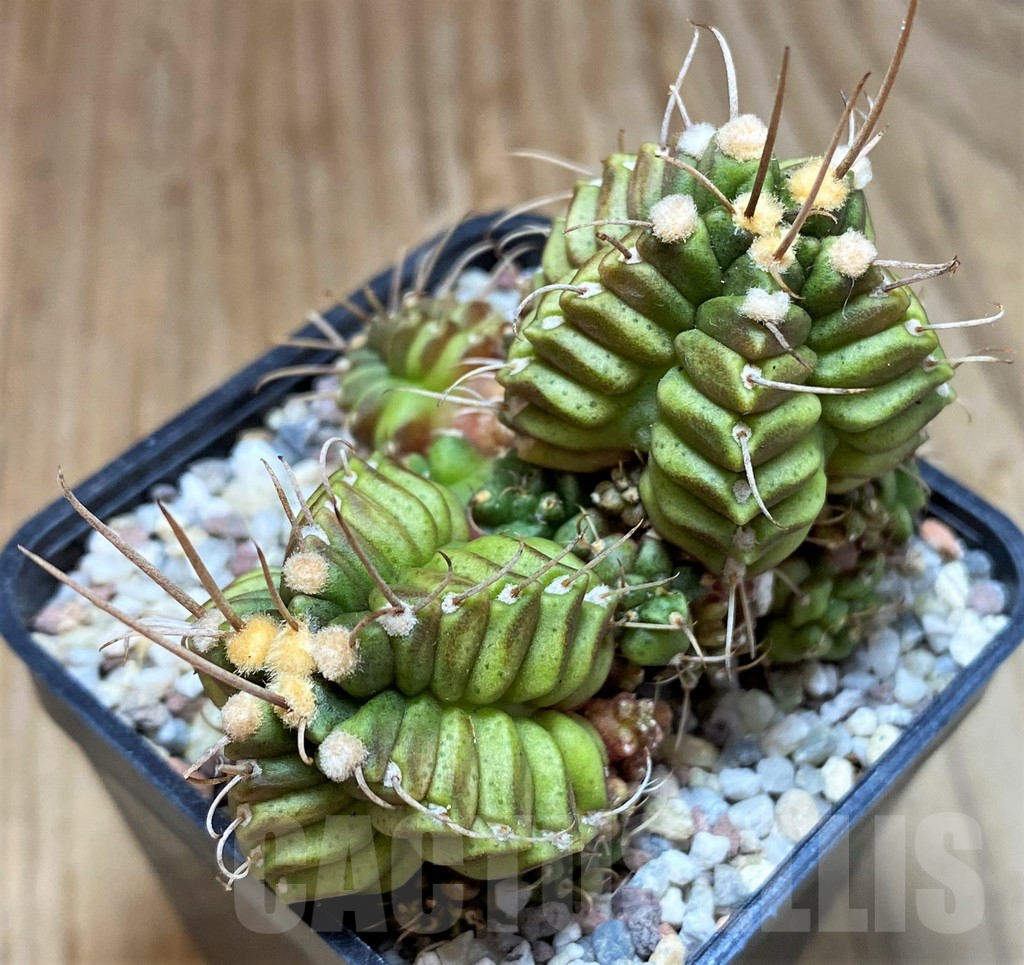 SH8829 Gymnocalycium mihanovichii 'North Star B' - Image 2