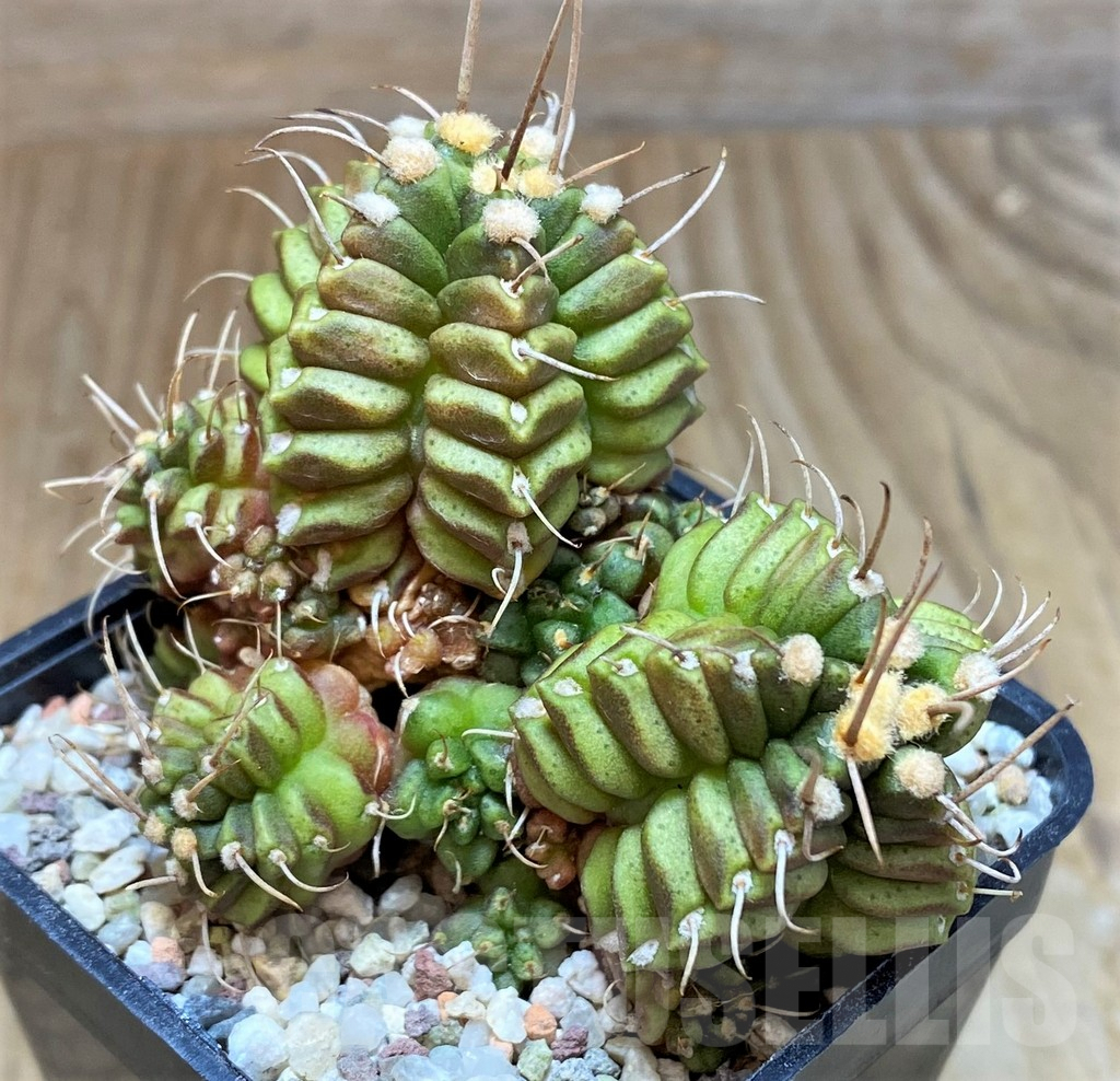 SH8829 Gymnocalycium mihanovichii 'North Star B'